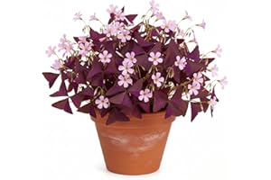 KCT GARDEN Pack of 24 Purple Shamrocks Bulbs, Oxalis Bulbs for Planting, Oxalis Triangularis Bulbs Good Luck Flower Bulbs