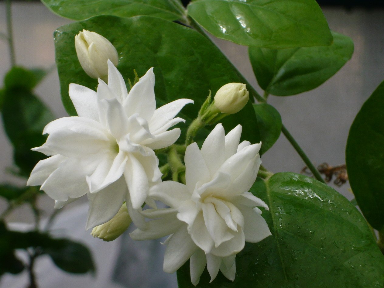 Jasmine Sambac "Mysore Mulli " Rare Plant Buy Online in United Arab