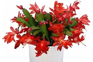 SUCCULENT ADDICTION 2" Orange Christmas Cactus Live Plant. (Orange)