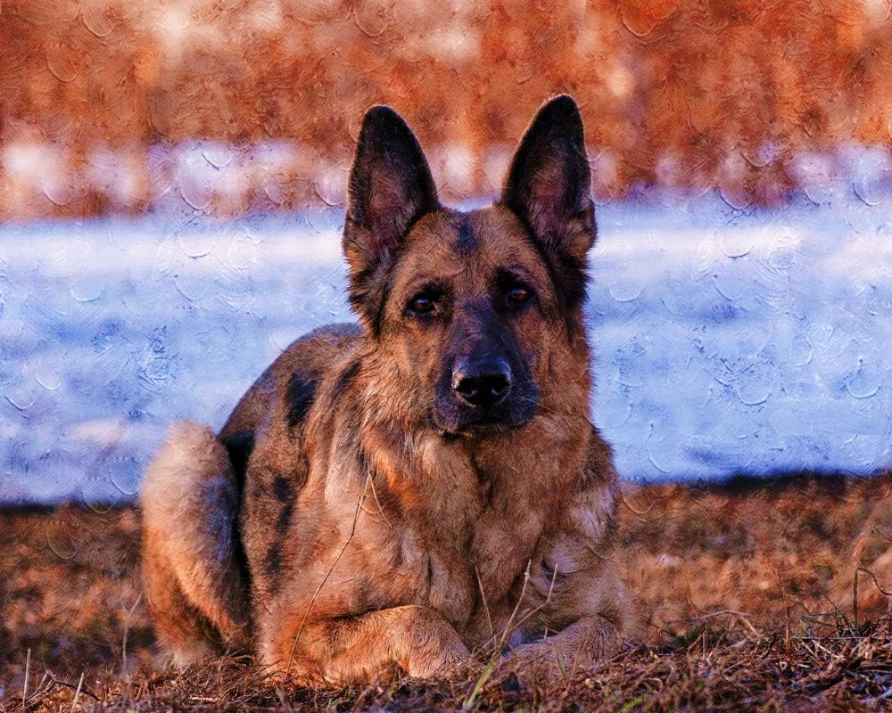 german shepherd acrylic painting