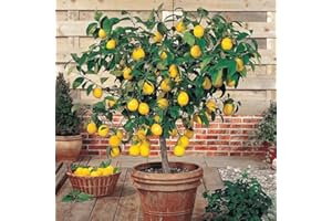 GENERIC 30pcs Perfume Lemon Seeds - Grow Your Own Bonsai or Full-Size Fruit-Bearing Tree - Non-GMO, Heirloom, Organic - Ideal for Zones 8-11