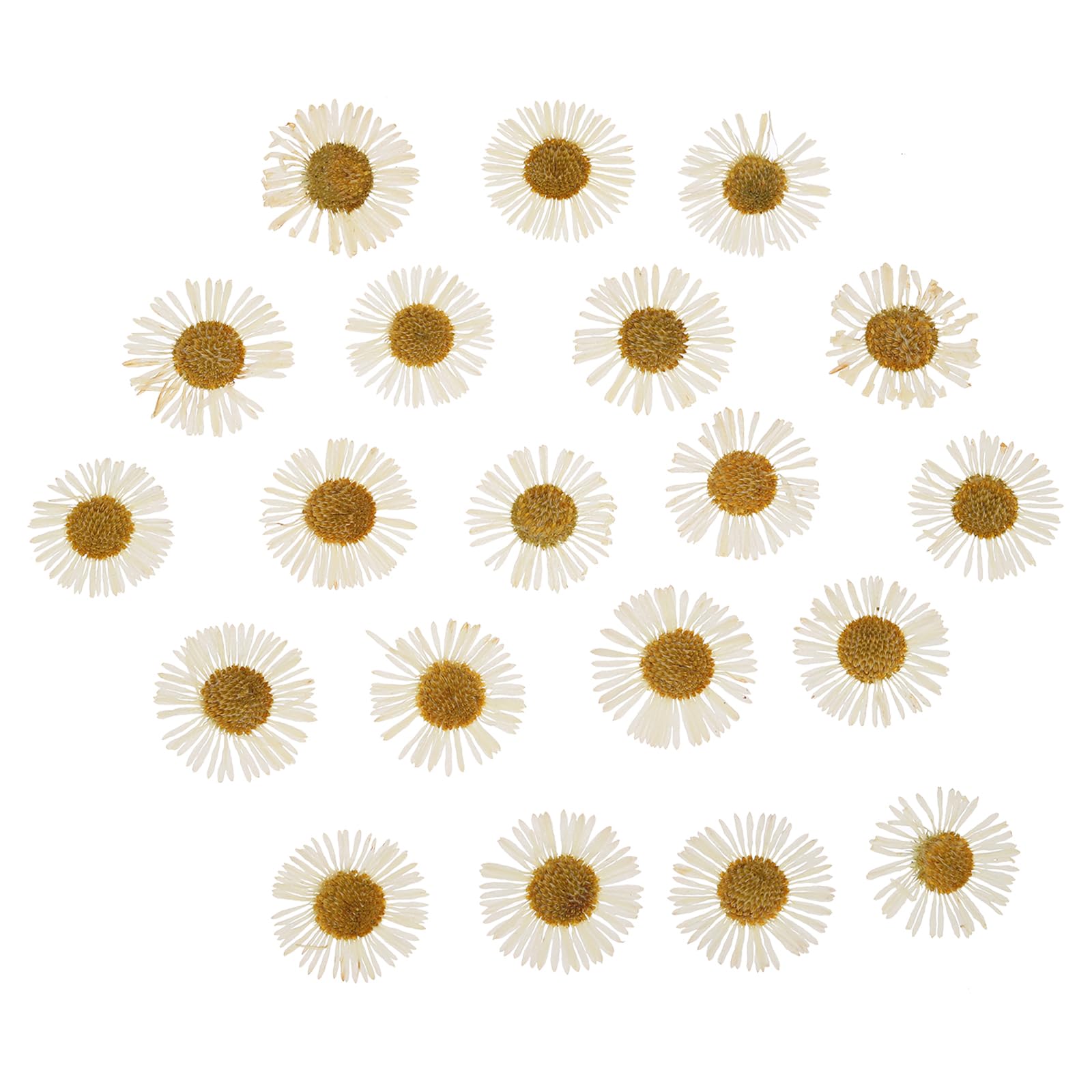 PATIKIL Dried Pressed Flower, 60 Pcs for Resin DIY Crafts Nail Art Cards Scrapbooking Jewelry Making Floral Decor Candle Decors, White