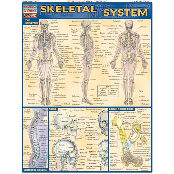 Nervous System (Quick Study Academic): BarCharts, Inc