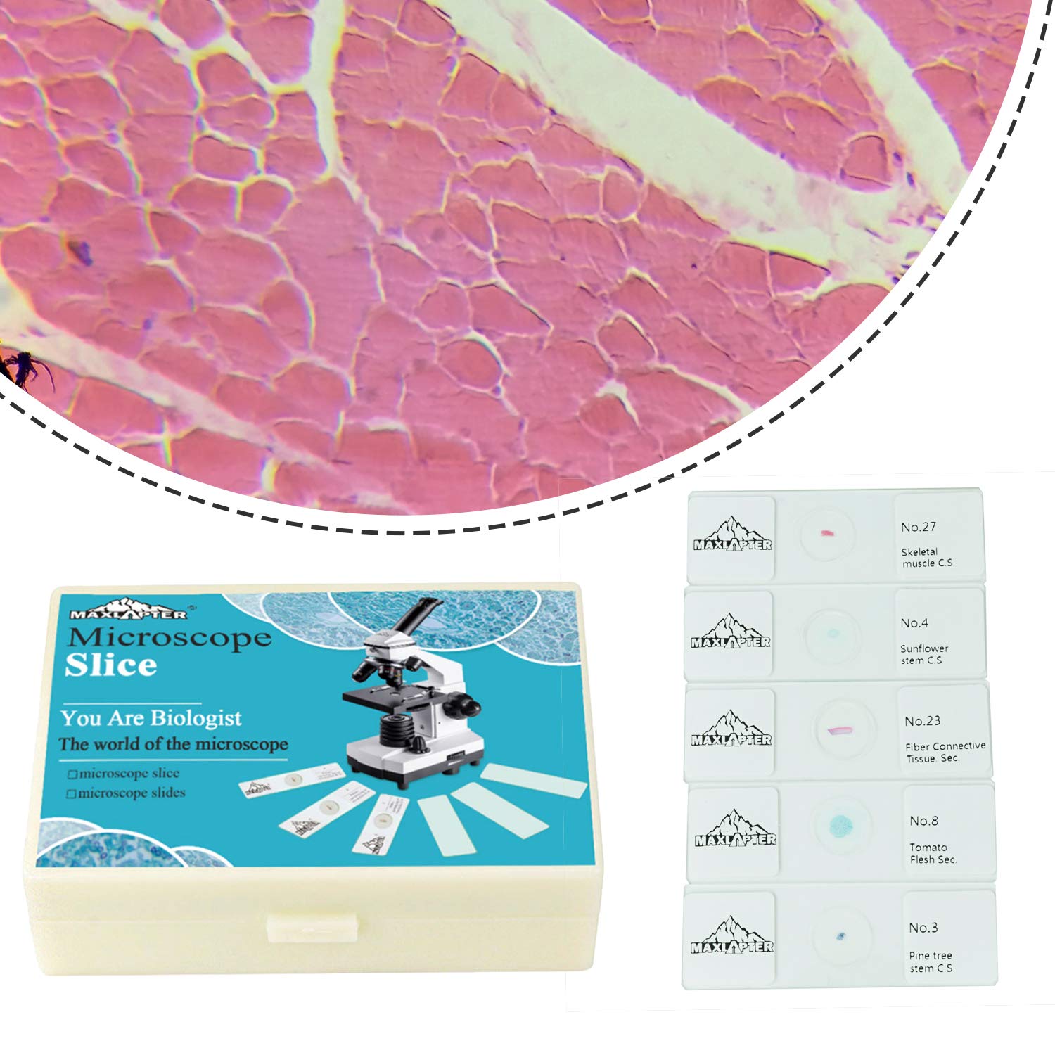 Scatole Per Vetrini Microscopio - 100 Pezzi In PP Con Clip Separatrice - Foto 11