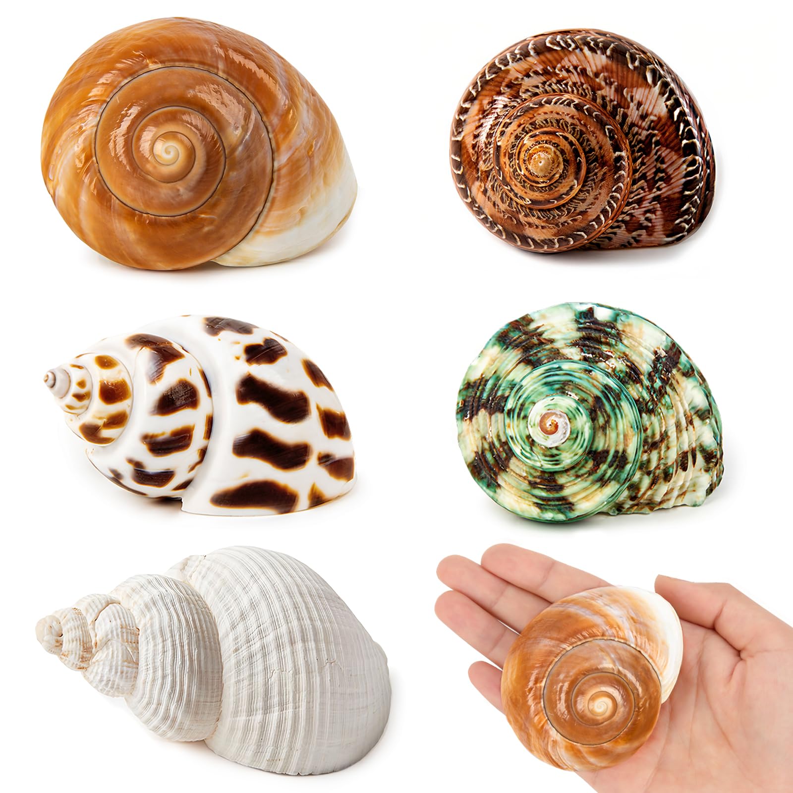 SKOOLOVE 5PCS Medium and Large Hermit Crab Shells, Conch Shell,Natural Sea Conch Size 5.5-9CM, Opening Size 3.5-5CM,Turbo Seashells for Hermit Crab Supplies and Beach Decoration