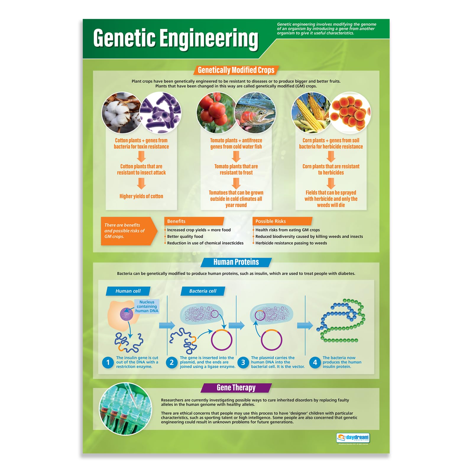 Daydream Education Genetic Engineering | Science Posters | Gloss Paper measuring 850mm x 594mm (A1) | Science Charts for the Classroom | Education Charts