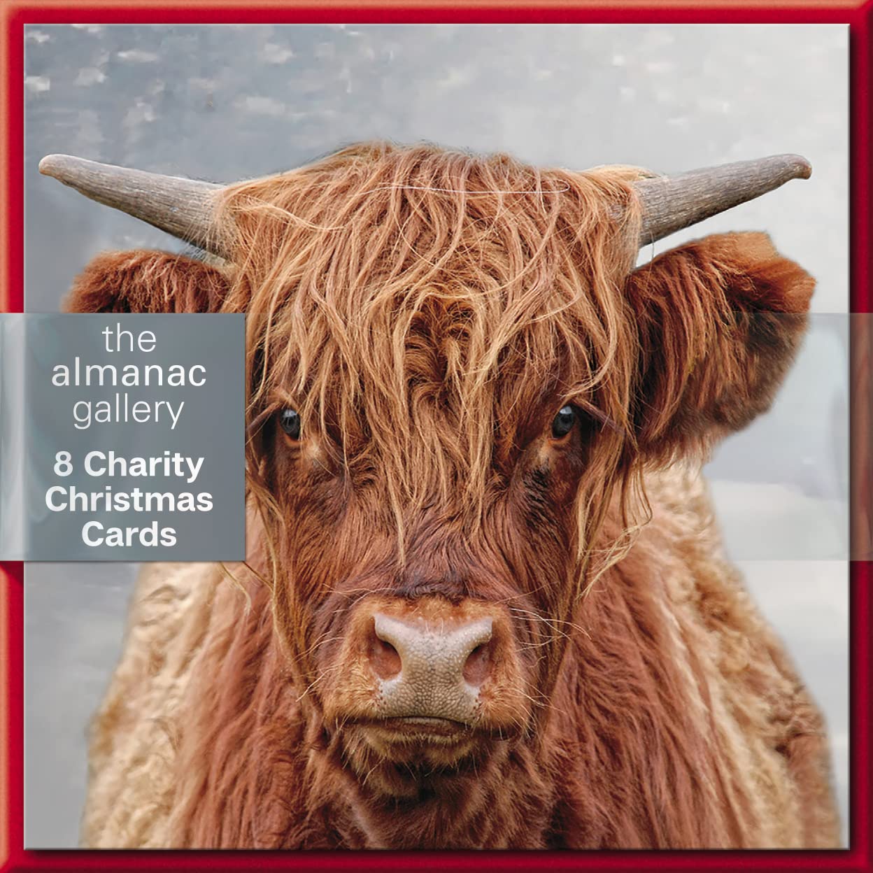 Almanac Pack of 8 Highland Cow Mini Charity Christmas Cards Multiple Charities ASCX9829 ASCX9829