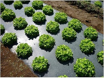 Using black plastic in garden