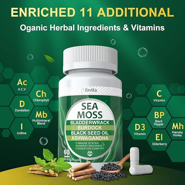 VIBVITA SEA MOSS BLACK SEED OIL CAPSULES – SUPPLEMENTS WITH SEAMOSS, ASHWAGANDHA, BURDOCK ROOT, GINGER & MULTIMINERAL FOR IMMUNE & DIGESTIVE SUPPORT, IMPROVE ENERGY FOR MEN & WOMEN – 60 CAPSULES