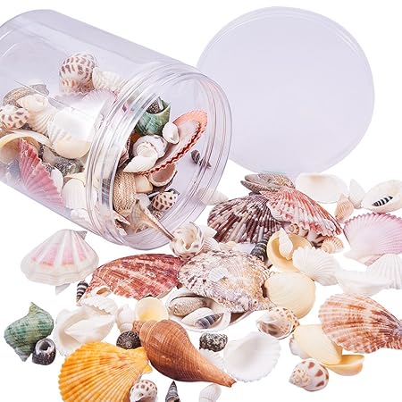 Coquillage Et Crustace Plage De Coquillages Coquillage De