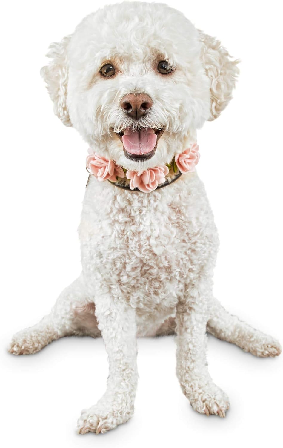 dog flower girl