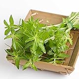 150 Seeds - Limnophila Aromatica Seeds Or Rice