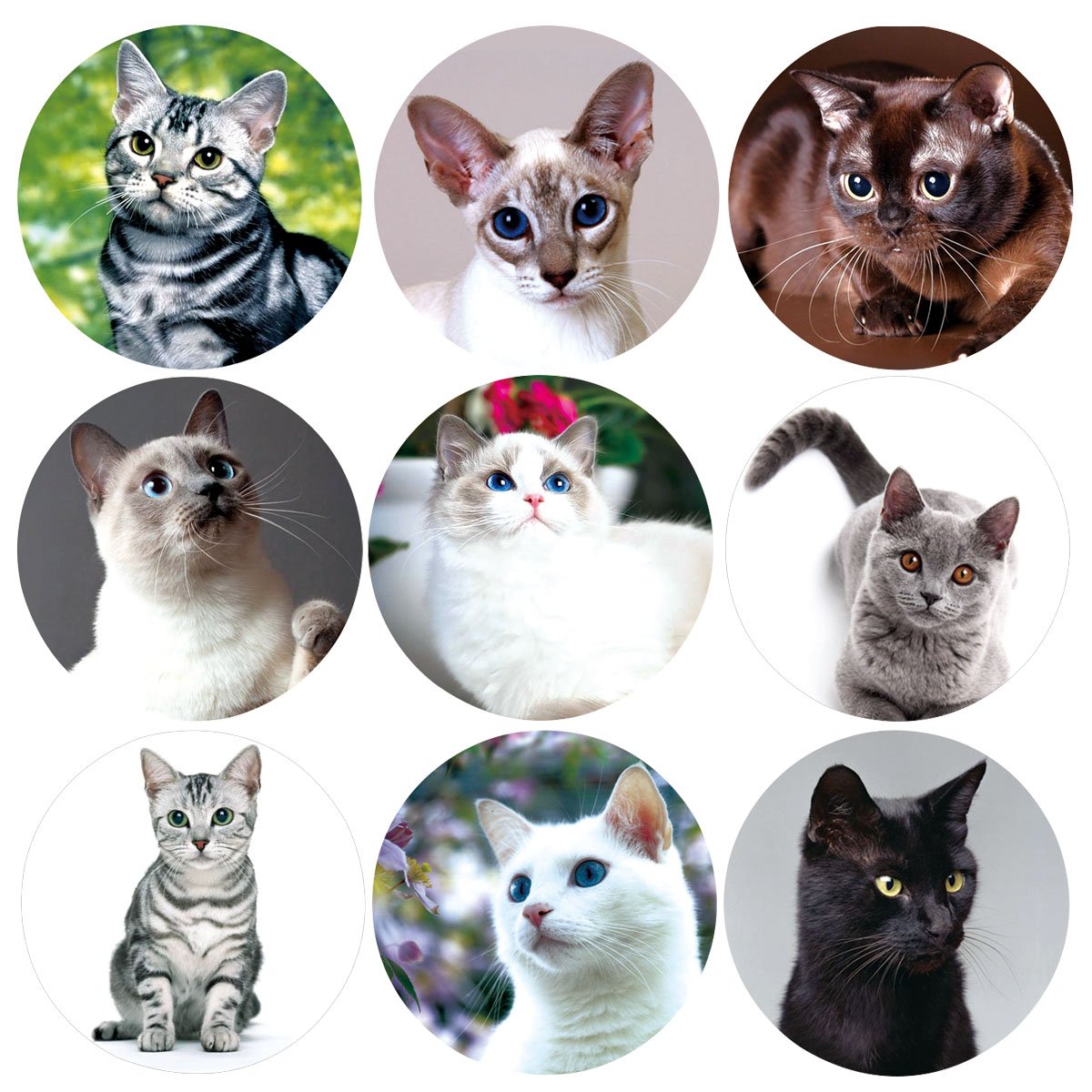 покажи наклейки котики. покажи наклейки котики. покажи наклейки котики. наклейки котики. идеи для рисунков наклейки котики.