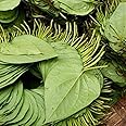 Posterazzi Betel Leaves Poster Print, (8 x 10)