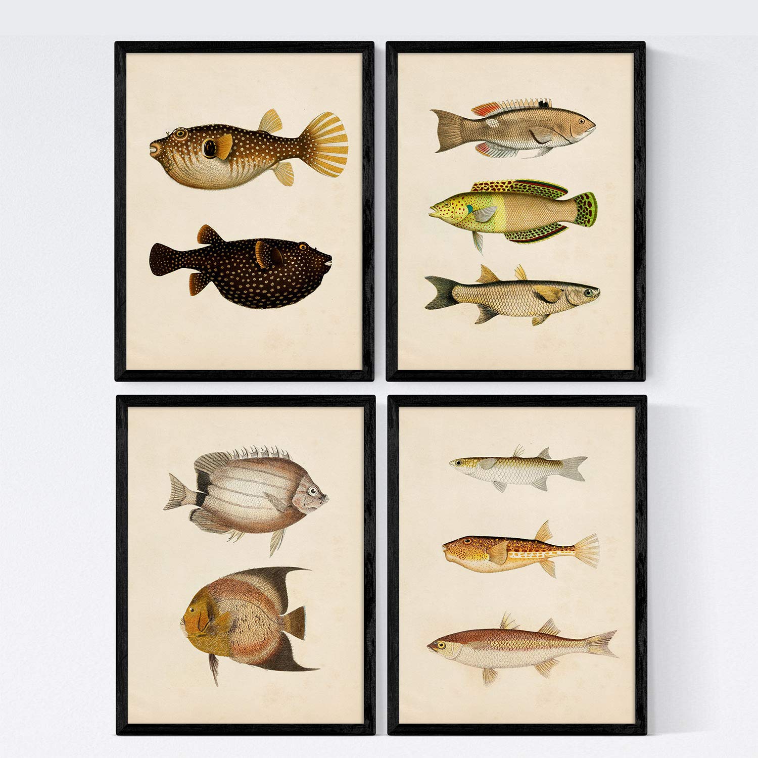 Nacnic Set 4 prints of fish vintage colorful effect. Bengal. Composition of 10 different fish in A3 size, frameless.