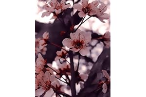 Sketchbook: 8.5" X 11" Cherry Blossom Tree Drawing Personalized Artist Sketchbook 109 Blank Pages For Sketching Drawing and Creative Doodling, Blank Paper Sketchbook For Drawing (Handbook)