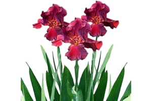 Easy to Grow Bearded Iris Bernice's Legacy - 3 Plant Bulbs Rhizomes, Crimson Purple Flowers in Spring to Fall, Full Sun Low Maintenance
