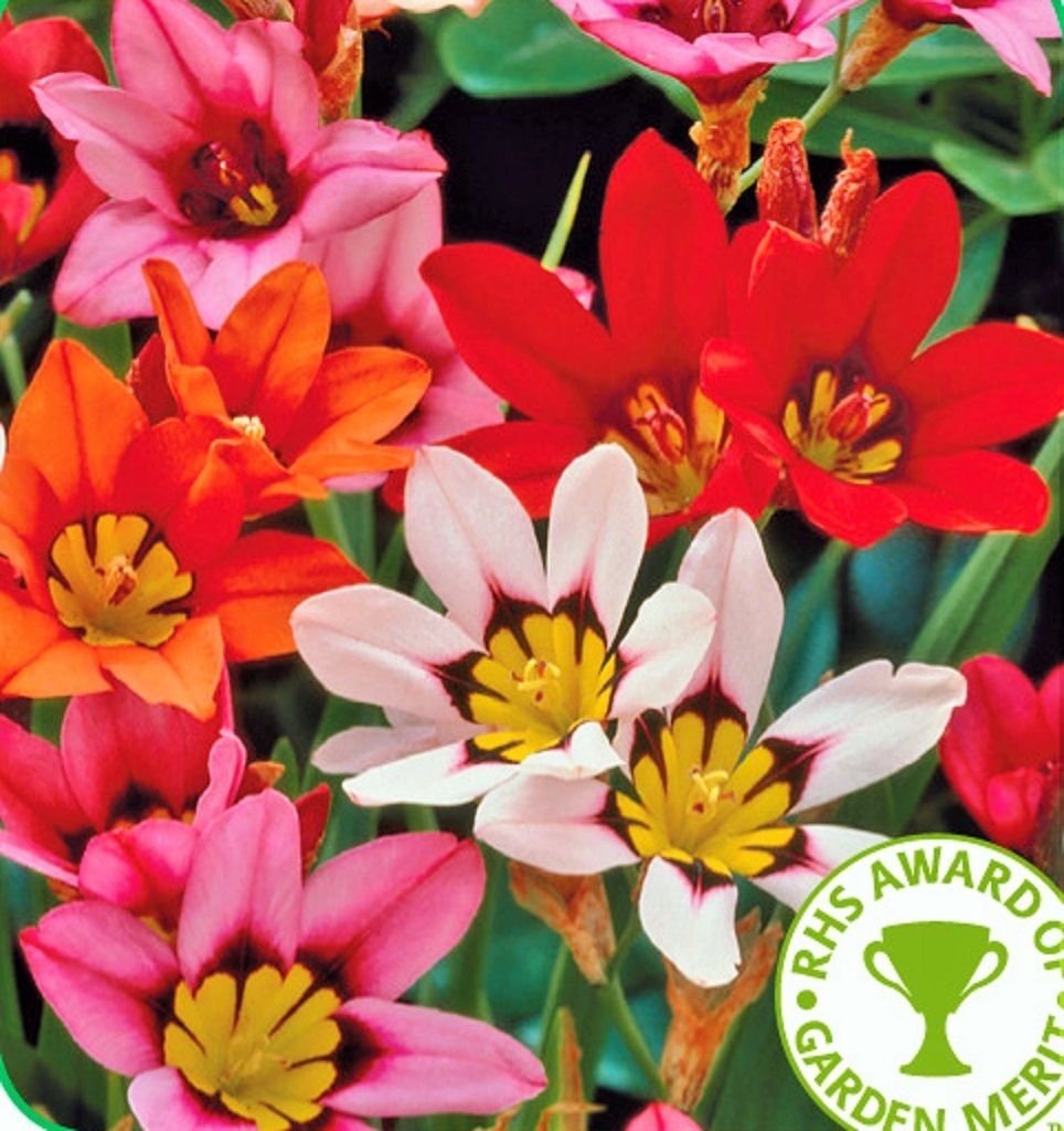 20 SPARAXIS SUMMER FLOWER BULBSPERENNIAL Amazon.co.uk Garden & Outdoors