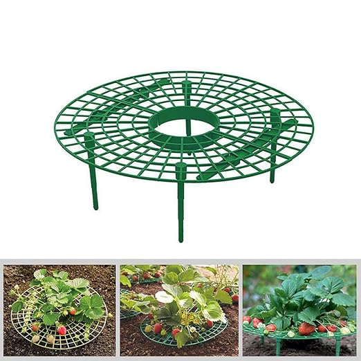 Soporte para plantas de fresa para proteger fresas y mantener la ...
