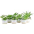 Costa Farms Pothos Live Plants | Pack of 6 | Easy to Grow Climbing Indoor Houseplants | 1-Foot Tall | Hand-Selected Varieties | 6-Inch Plant Pots | Housewarming Gift | Office and Room Decor