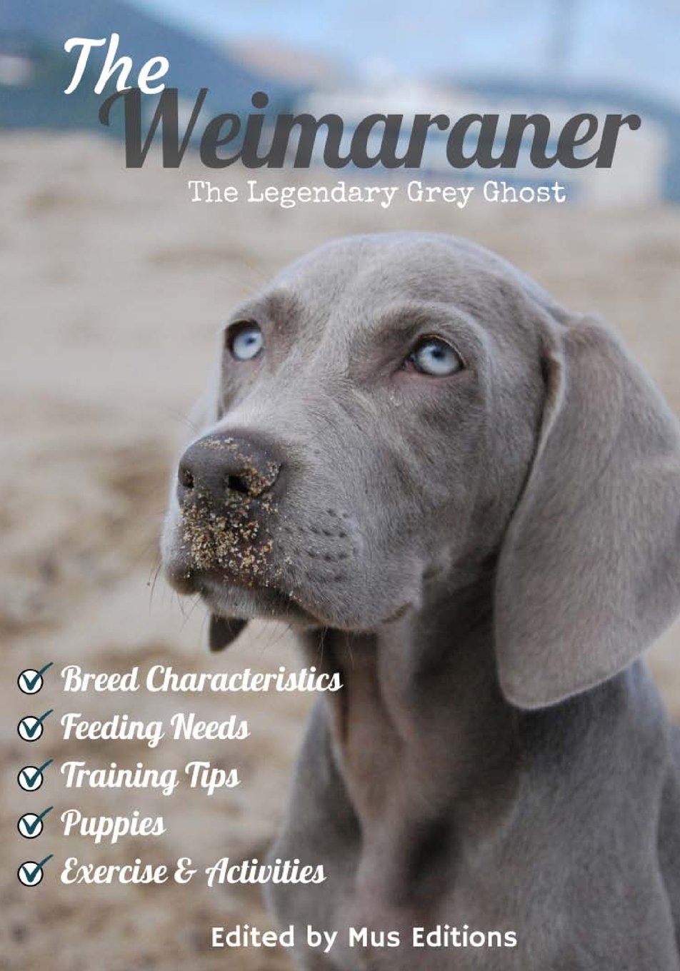 grey ghost weimaraners