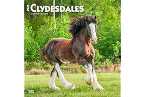 Clydesdales | 2026 12 x 24 Inch (Hanging) Monthly Square Wall Calendar | Plastic-Free | BrownTrout | Animals Horses