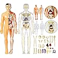 Sufeasdf 3D Human Body Anatomy Model(Half&Fully Transparent) for Kids, Skeleton Model Kids, Children Diy Skeleton Model Toy, Educational Science Kit