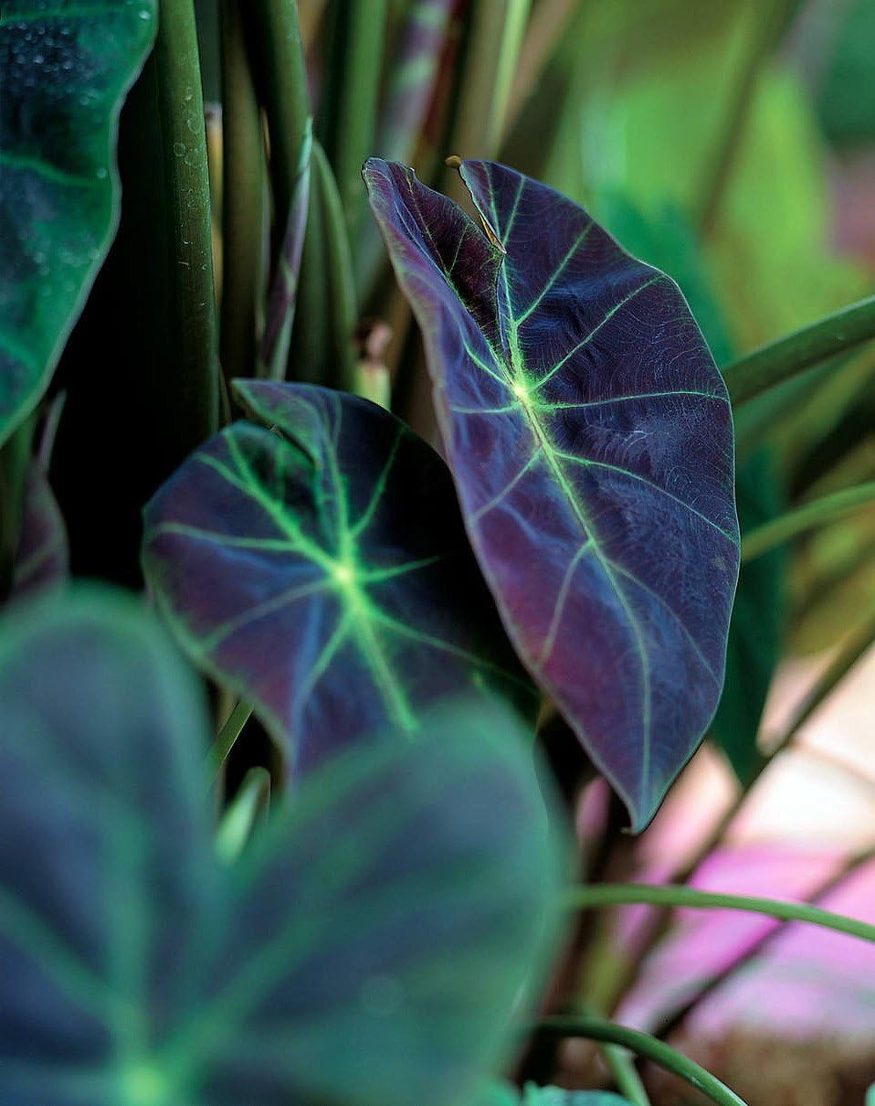 Imperial Elephants Ear Plant - Colocasia illustris- 4.5" pot - Proven Winners
