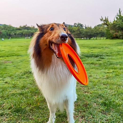 outdoor toys for dogs