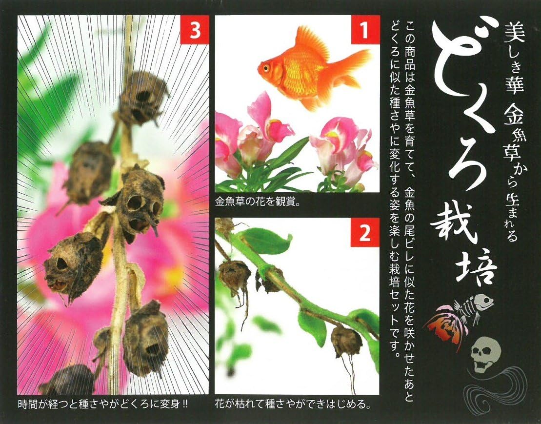 Amazon Co Jp 栽培セット どくろ栽培キット 金魚草 きんぎょ草 観葉植物 ガーデニング ギフト プレゼント Diy 工具 ガーデン