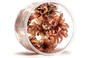 Ultum Nature Systems Live Tissue Culture - Cryptocoryne Wendtii 'Sindoor' - Moderate - Low to Medium Light - Red and Orange Accent - Midground - 100% Snail Free Grown in-Vitro - Regular Cup