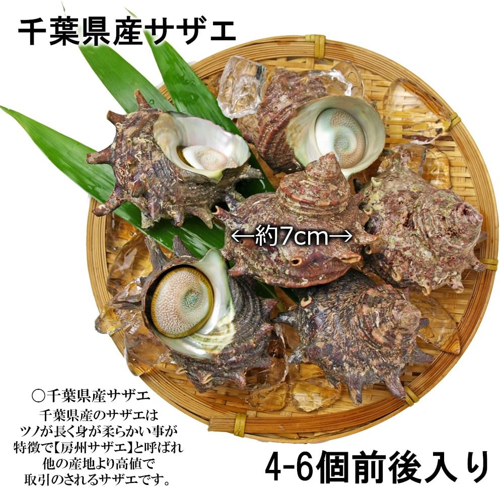 Amazon アワビ サザエ ホンビノス 海鮮活貝3点盛 お刺身 網焼き q 魚介類 海産物 貝類 黒潮キッチン 鮮魚 通販 Amazon アワビ サザエ ホンビノス 海鮮活貝3点盛 お刺身 網焼き q 魚介類 海産物 貝類 黒潮キッチン 鮮魚 通販