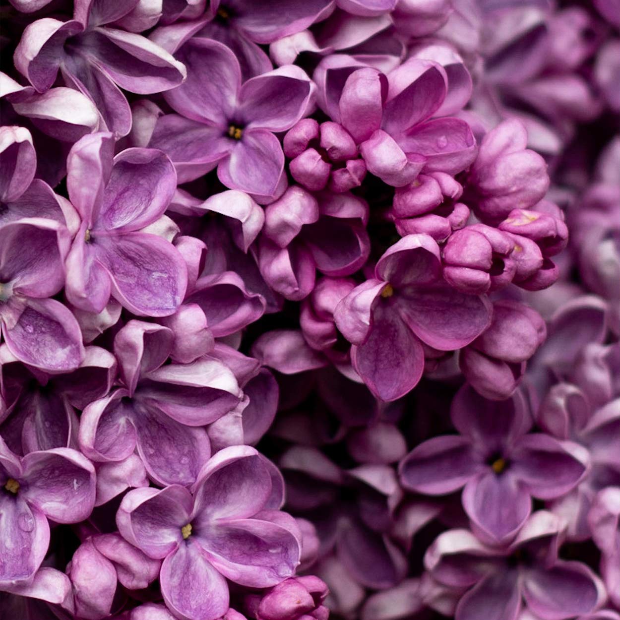 Caswell-Massey Honeysuckle-scented Women's Bar Soap Set - Set of Three Soap Bars, 3.25 oz each Triple Milled Luxury Bath Soap - Made in USA : Beauty