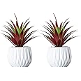 VILIVIT 2Pcs Artificial Succulent Plants in Ceramic Pots - 7.5 in. Faux Succulent Greenery Cactus Cacti Bonsai Plant Sets Tabletop Shelf Decor