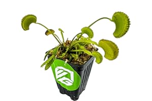 Dente Venus Fly Trap Live Plant - Dionaea muscipula 'Dente' by Wellspring Gardens - Carnivorous Plant - Fly Trap Plant - Unique Indoor Plant - Starter Plant