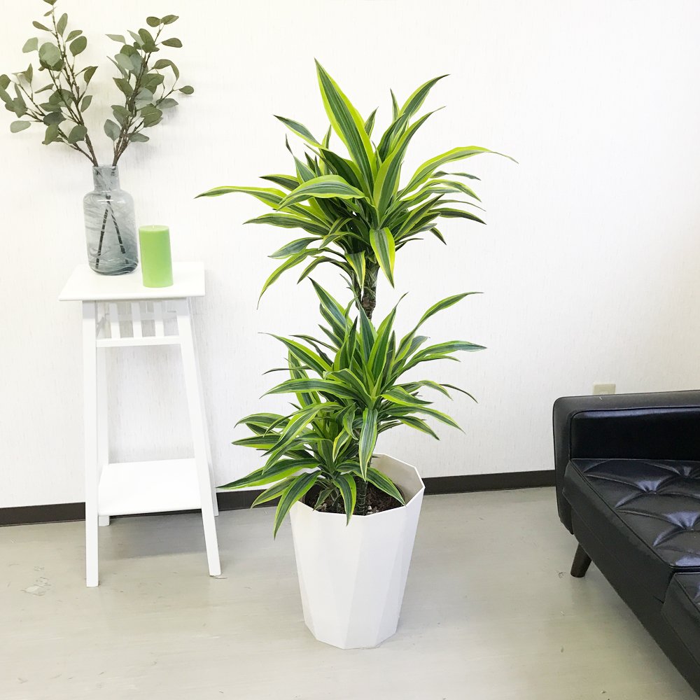 楽天 ドラセナ ワーネッキー レモンライム スタイリッシュな白色鉢カバー付 観葉植物 中型 大型 インテリア B01csrwk 値引 Www Saivishram Com