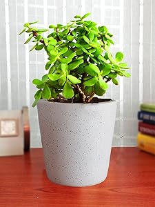 Rolling Nature Good Luck Live Jade Plant in White Bucket Dew Ceramic Pot