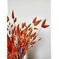 MY BOUQUETS - 200 Pcs Dried Bunny Tails Orange, Orange Flowers, for Floral Arrangement, Rustic Wedding Decor Pampas Grass, Ra