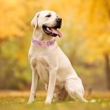 Unique Style Paws Strawberry Pink Dog Collar Small Medium Large UK Silk Fabric view 6
