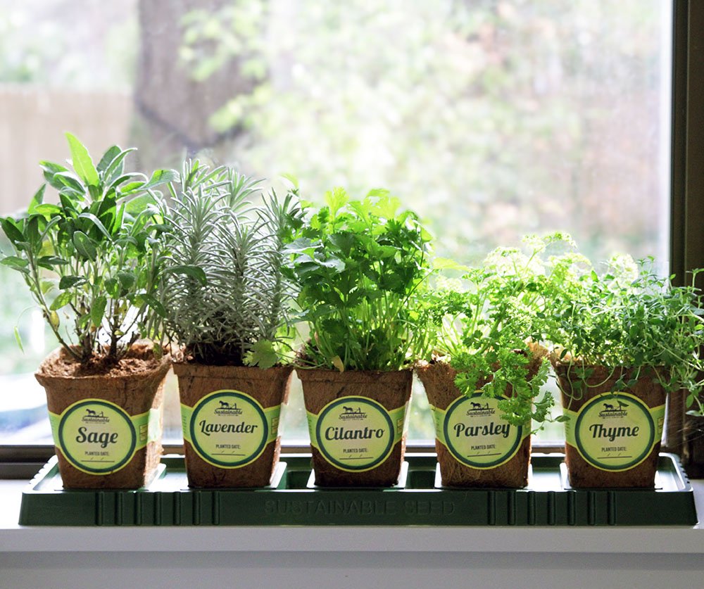 Windowsill Herb Garden Kit, Herb Planter Comes Complete with a 10