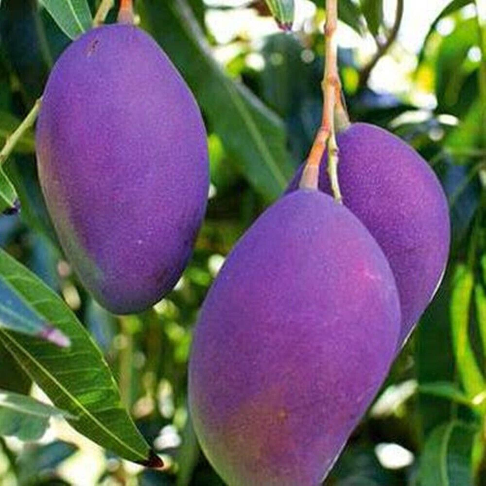 CHUXAY GARDEN Violet Mango Fruit Seed 1 Seeds Easy