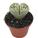 Living Stone Plant - Lithops - 2" POT - Strange Plant