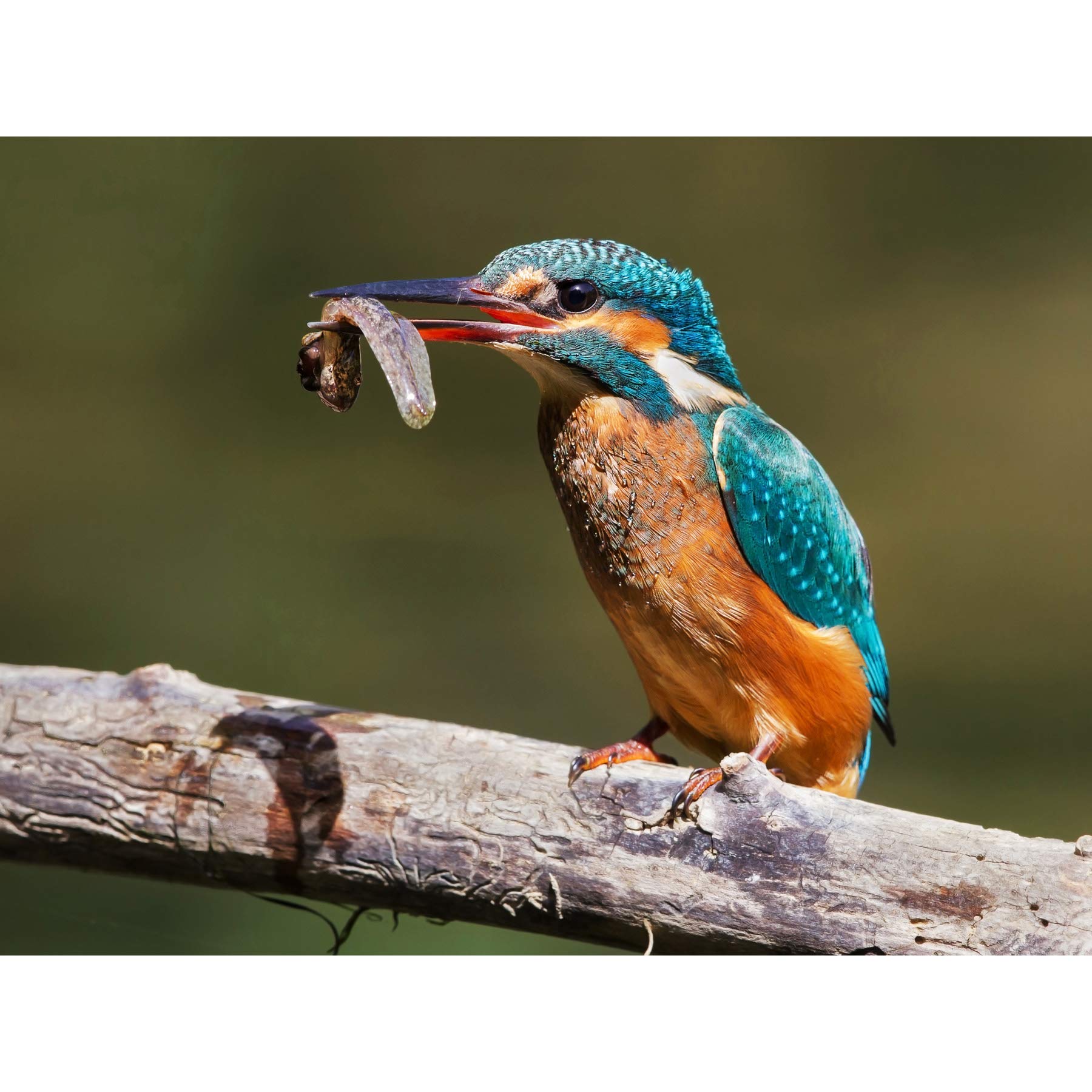 Dalous Kingfisher Bird Eating Tadpole Nature Photo Large Wall Art Poster Print Thick Paper 18X24 Inch