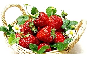 HIRT'S GARDENS Everbearing Ozark Beauty Strawberry Plants 12 Bare Root Plants - TOP Producer