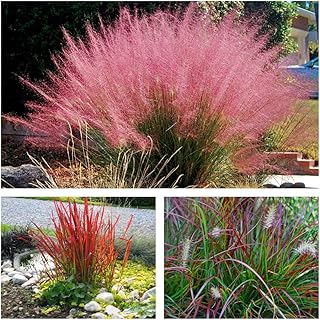 3 x Rote Ziergras KOLLEKTION 1 Liter (Ziergras/Gräser) BLICKFANG