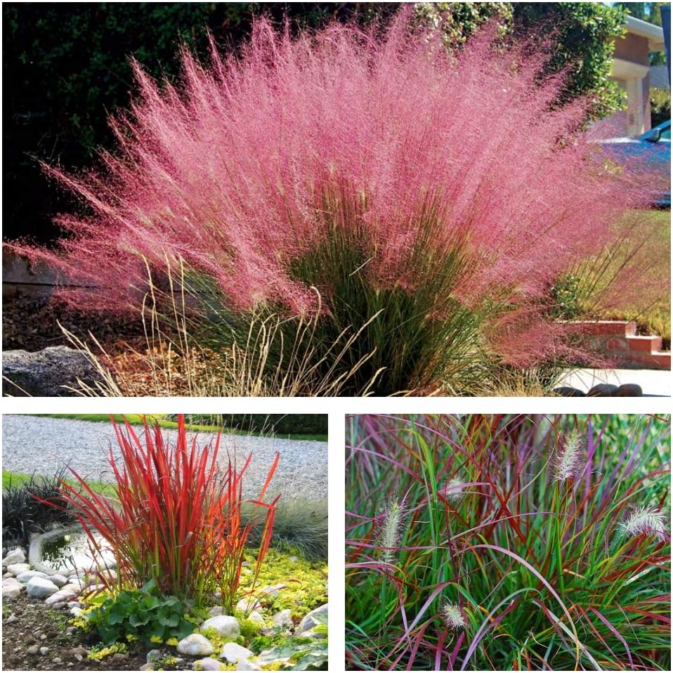 3 x Rote Ziergras KOLLEKTION 1 Liter (Ziergras/Gräser) BLICKFANG