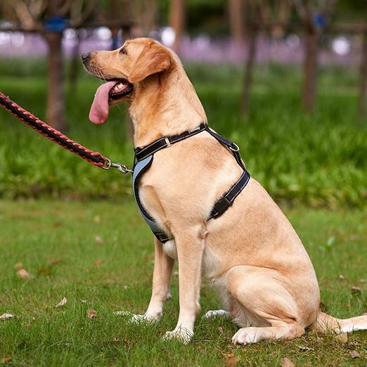 bañeras para perros amazon