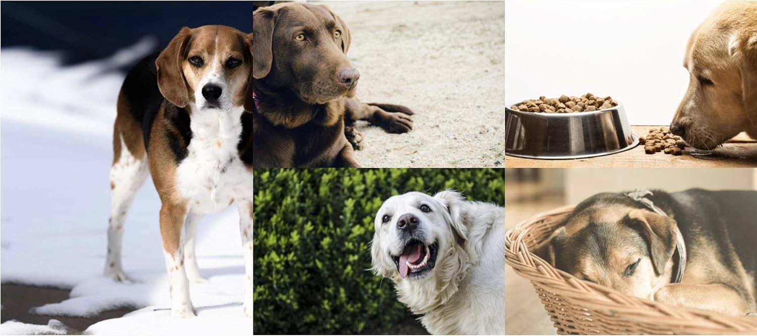 Skinner’s Field & Trial Light & Senior - Complete Dry Dog Food, Ideal for Older Overweight or Less Active Dogs, 15kg - Image 4