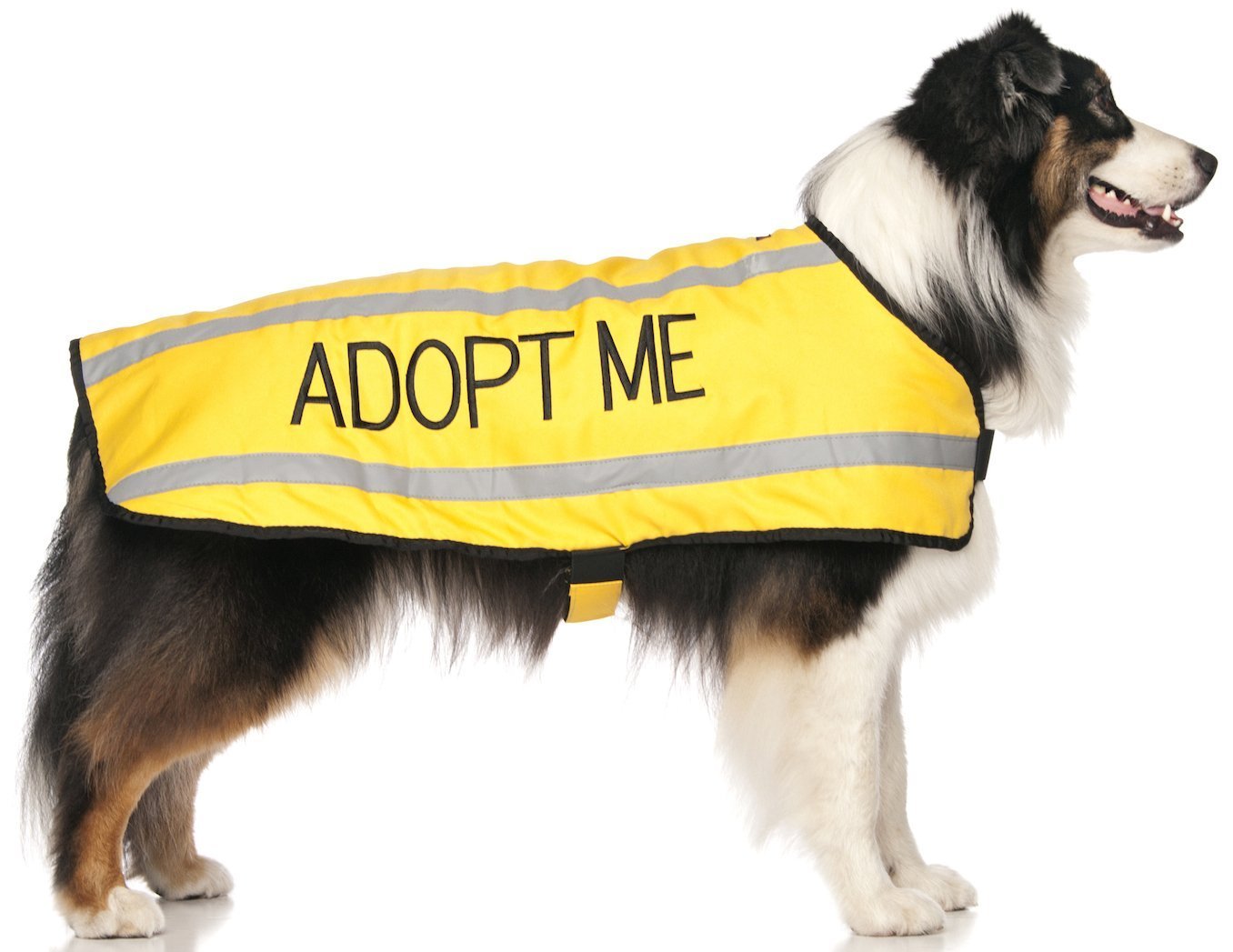 Dexil ADOPT ME (I Need A New Home) Yellow Colour Coded S M L Reflective Waterproof Fleece Lined Warm Dog Coats PREVENTS Accidents By Warning Others Of Your Dog In Advance (M-L)