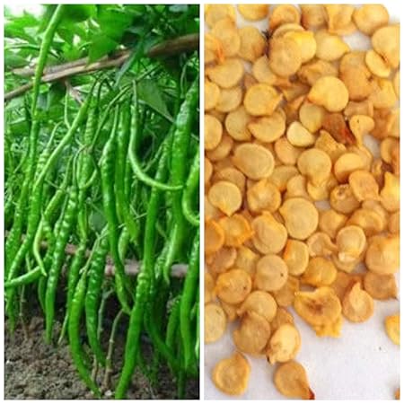 P.B.C green chilli seeds/vegetable seeds / 30 seeds